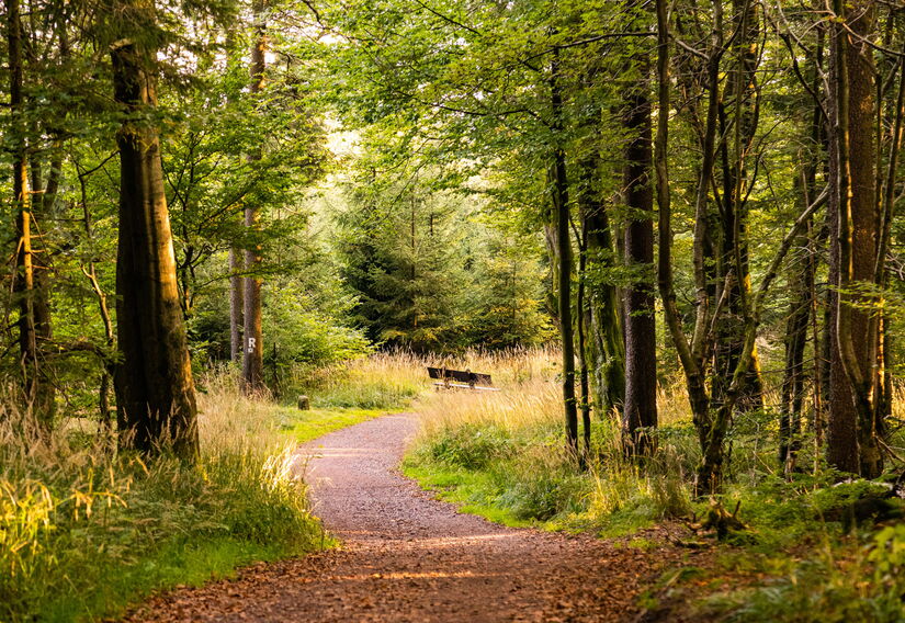 Wanderweg im Wald